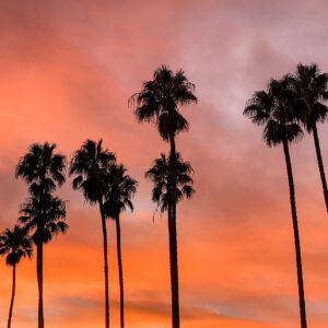 Elevae_0723_vids07235