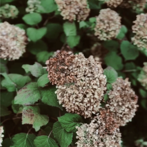 Elevae_0823_vids07461