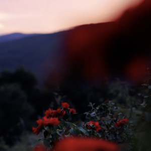 Elevae_1223_07902