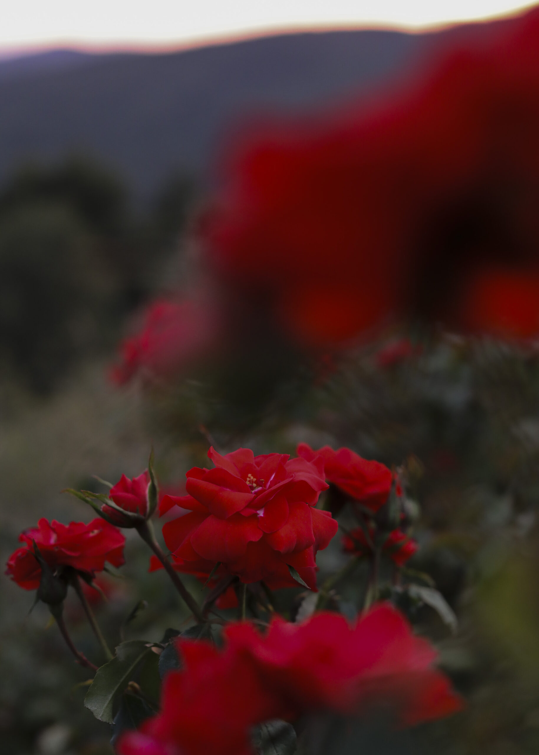 Elevae_1223_07910