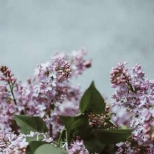 Elevae_0424_08567