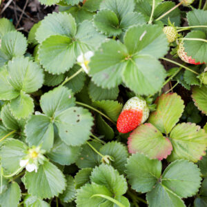 Elevae_0424_008269