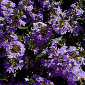 Elevae_0524_09182