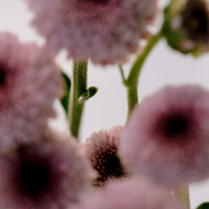Elevae_0425_10981