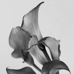 Elevae_0425_10990
