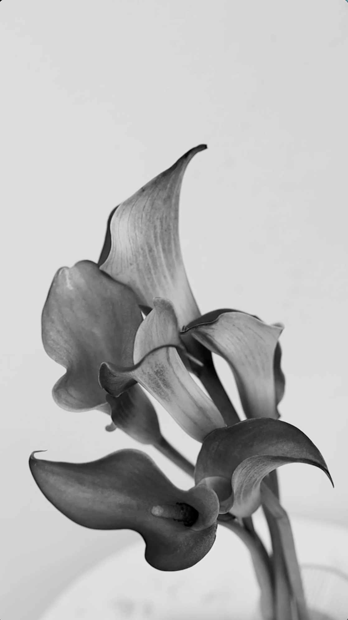 Elevae_0425_10990