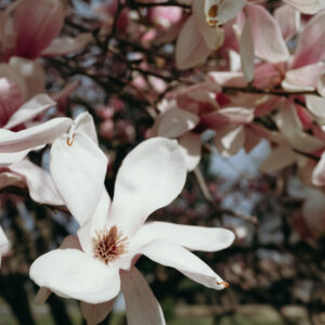 Elevae_0425_11013