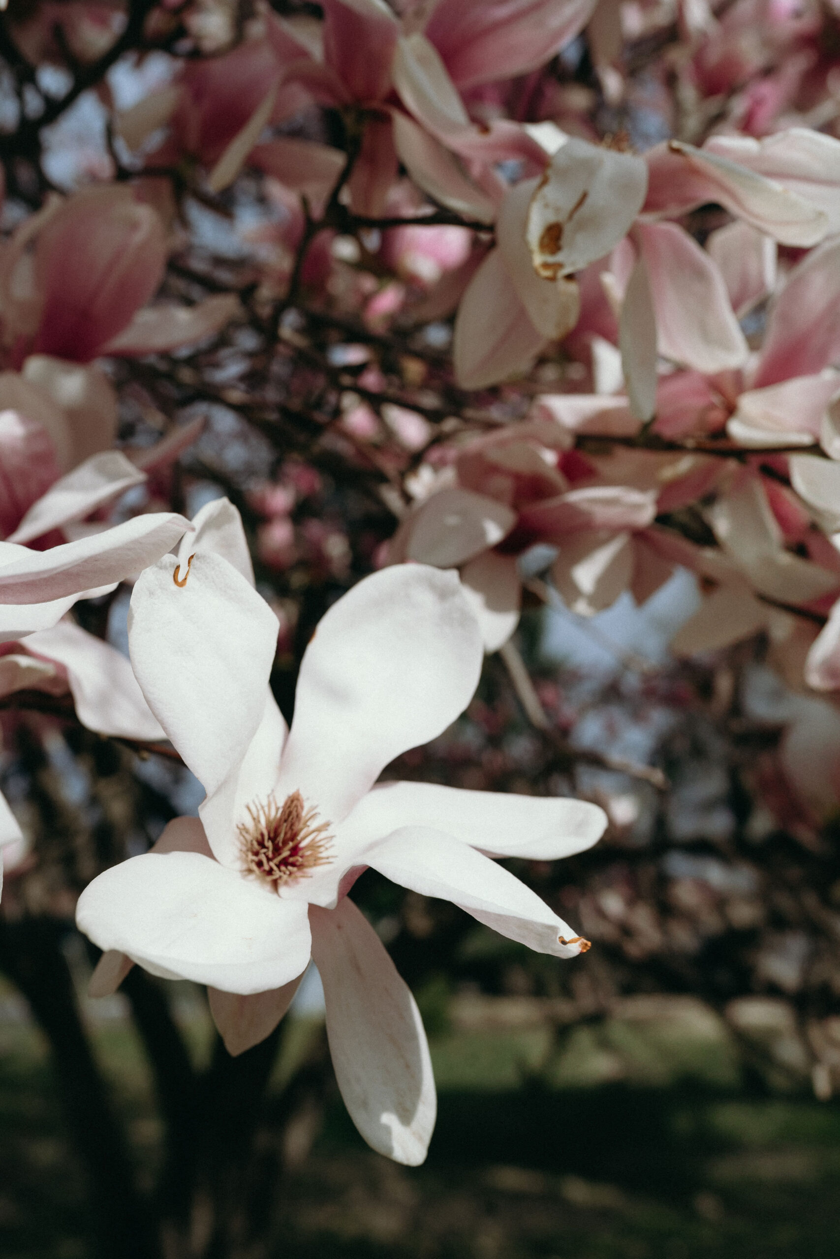 Elevae_0425_11013
