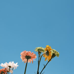 Elevae_0425_11102