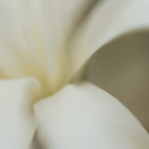 Elevae_0425_11100