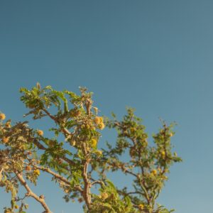 Elevae_0425_11015