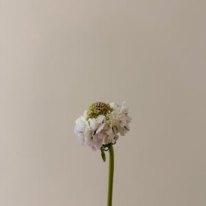 elevae_042511221