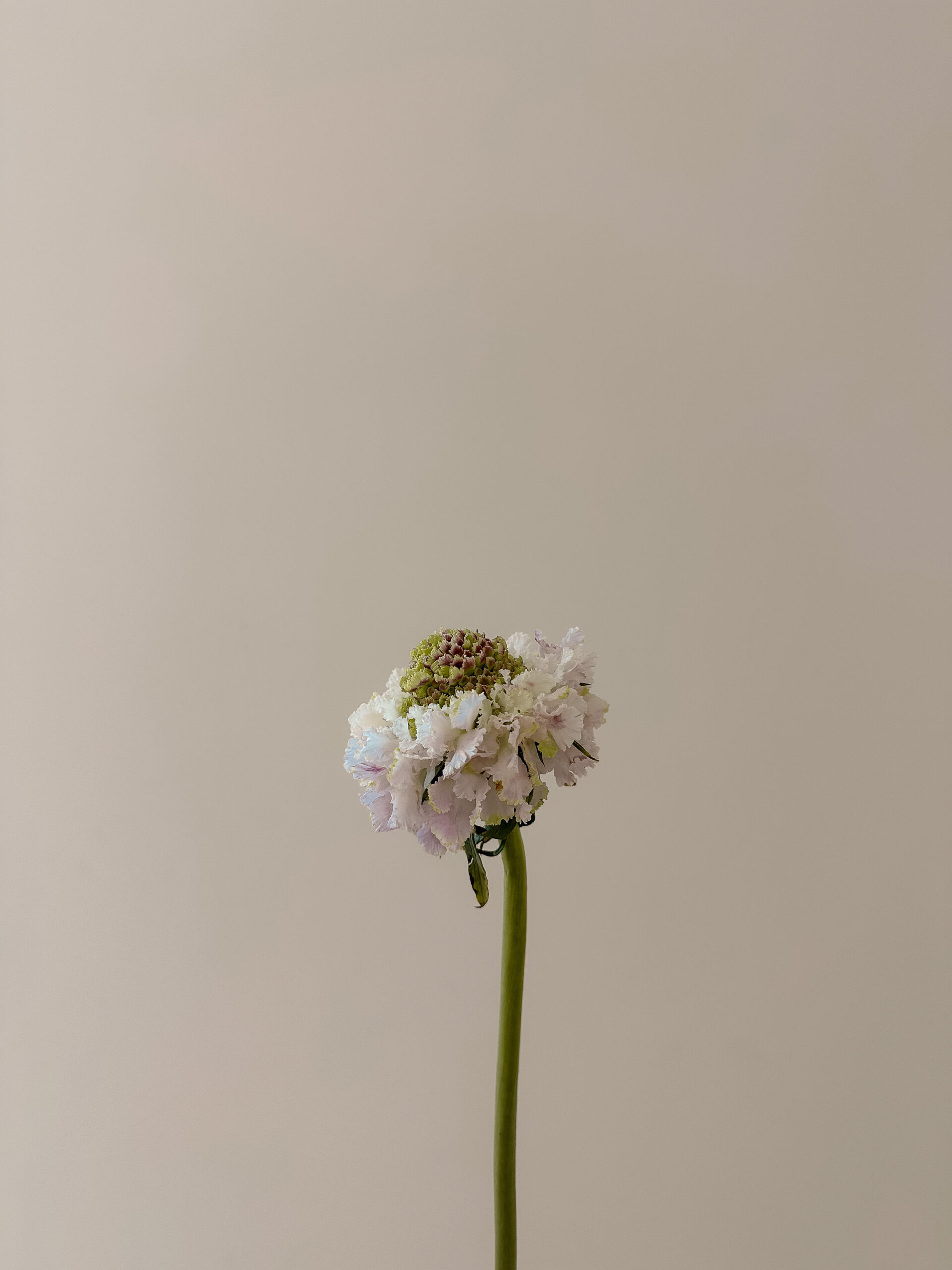 elevae_042511221