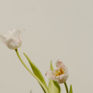 elevae_042511245
