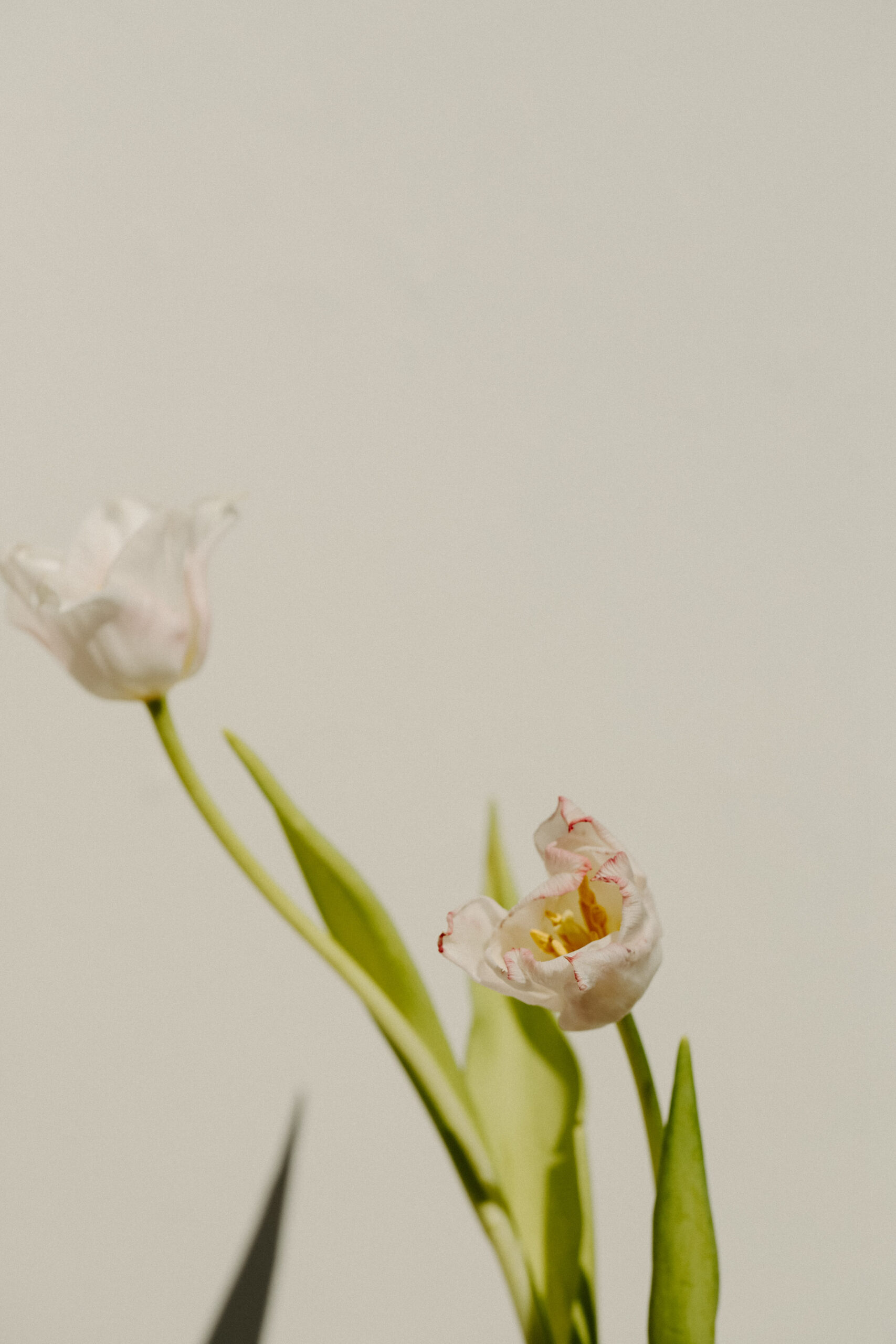 elevae_042511245
