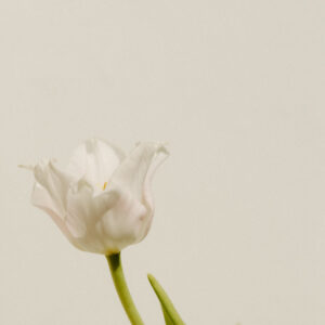 elevae_042511246
