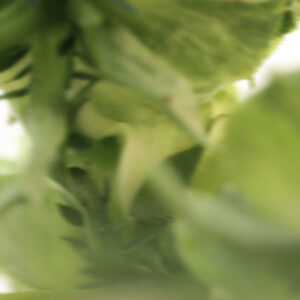 elevae_042511252