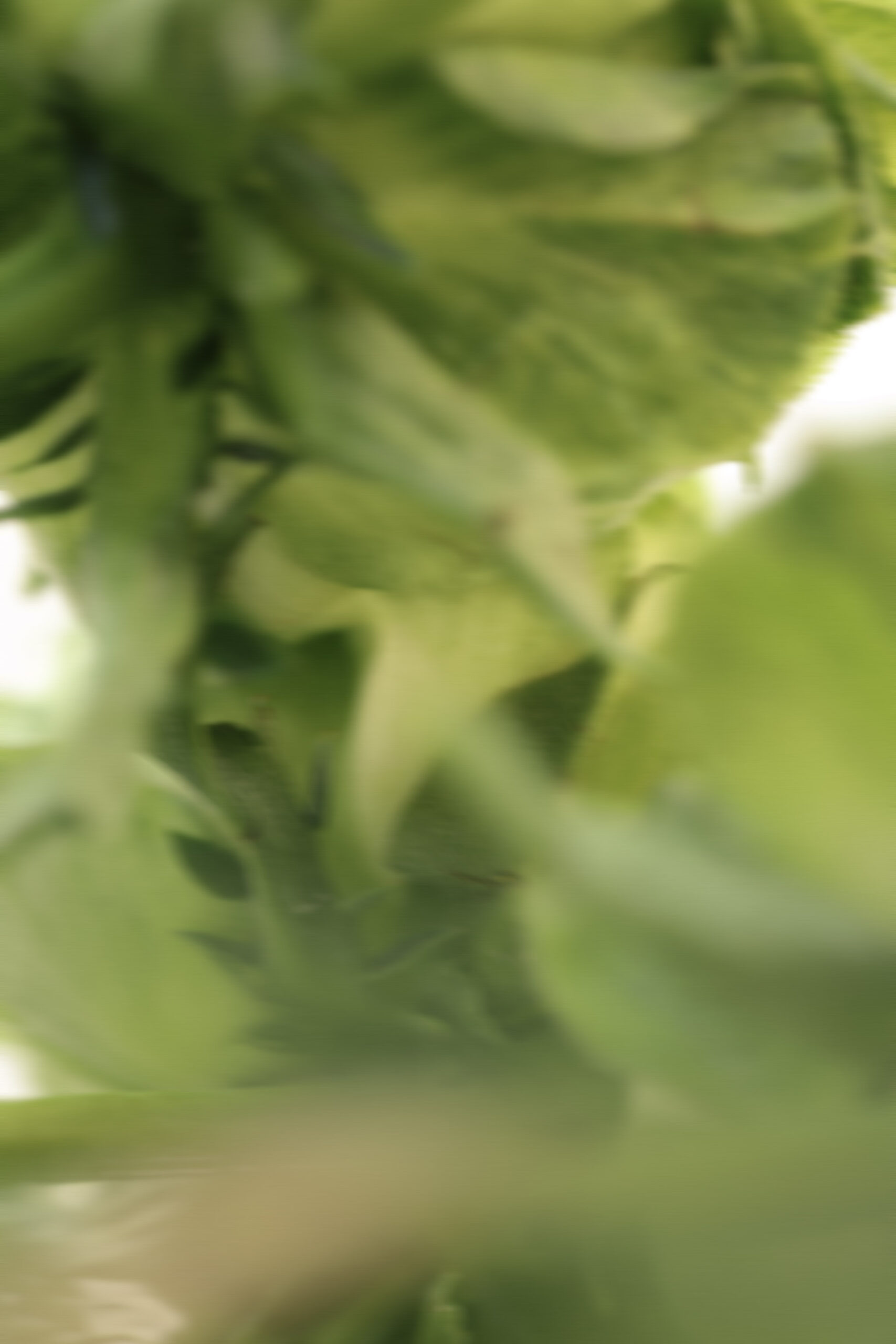elevae_042511252