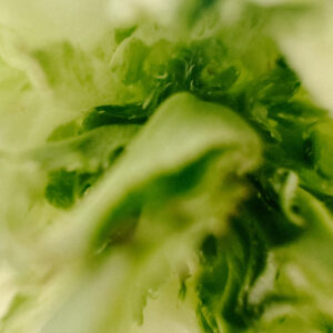 elevae_042511253