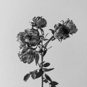 elevae_042511255