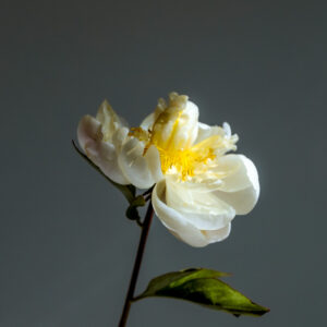 elevae_042511188