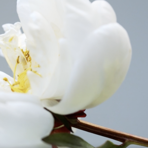 elevae_042511263