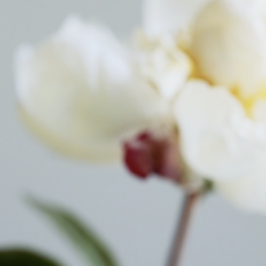 elevae_042511266
