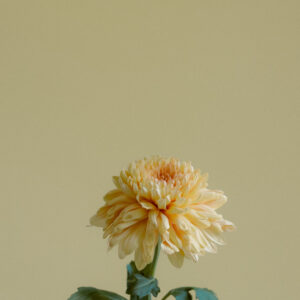 elevae_042511206