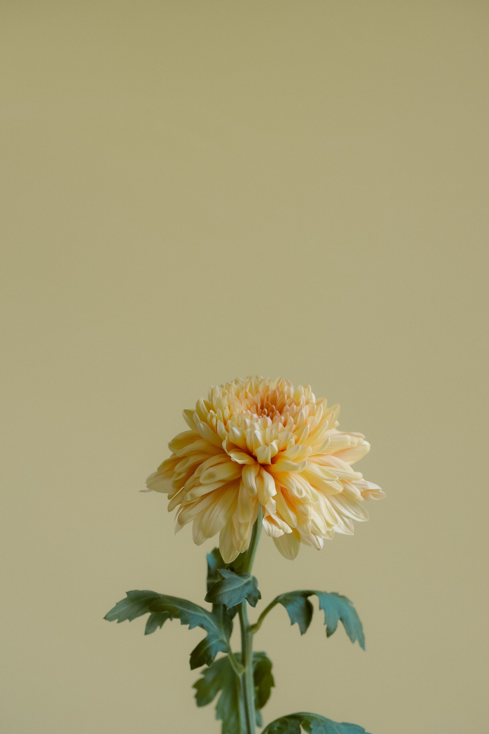 elevae_042511206