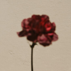 elevae_042511244