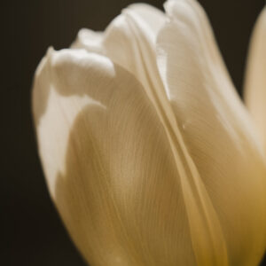 Elevae_0325_10968 (1)