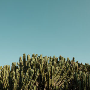 Elevae_0425_11022