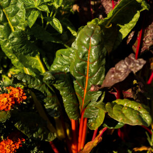 Elevae_1224_10333