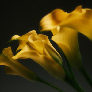 Elevae_052511338