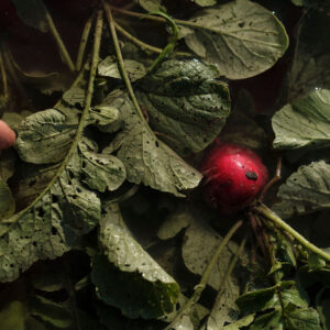 Elevae_1025_140215
