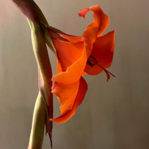 Elevae_1125_140268