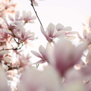 Elevae_0126_140422