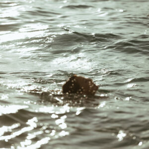 Elevae_0226_140474