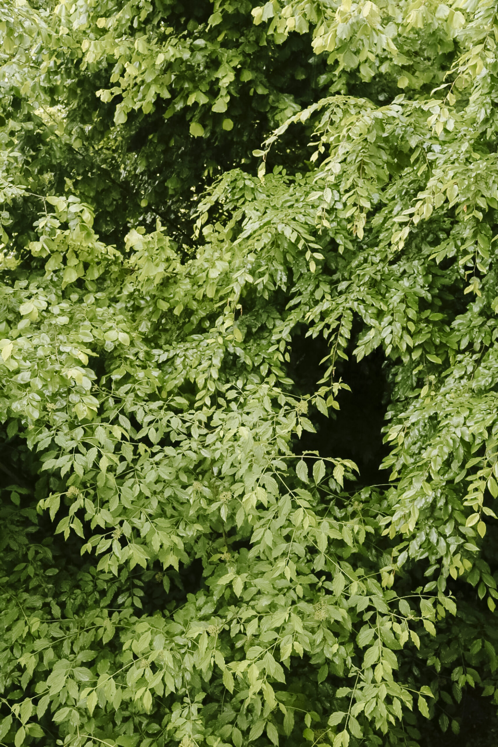 Elevae_0326_140556