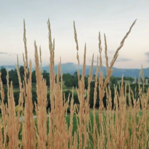 Elevae_0326_140693