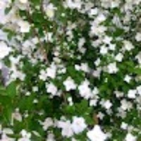 Timberline Landscaping Employee Francisco Acosta's profile photo