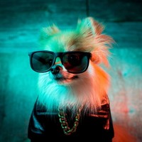 Woofstock Employee Pom Chewy's profile photo