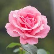 Sismos Solutions Employee Meghana K's profile photo