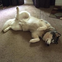 Woods Employee Fluffy Dog's profile photo