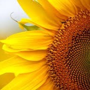 Gulf Precast Concrete Company L.L.C Employee Samaan Afranji's profile photo