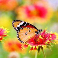 CYBEX Solutions Employee Hina Mahmood's profile photo