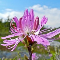 Valhalla Employee Rhodora Jameson's profile photo