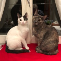 Falegnameria Employee Davide Simonini's profile photo