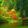 Naeem Chohan Email