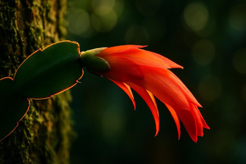 A Christmas cactus with vivid pink-red tubular blooms growing in a terracotta pot on a windowsill in natural light.